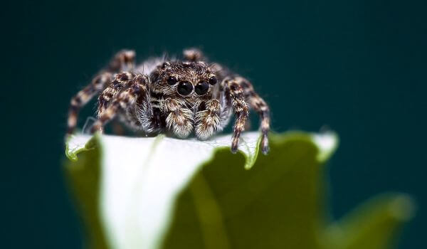 Фото: Черный паук скакун