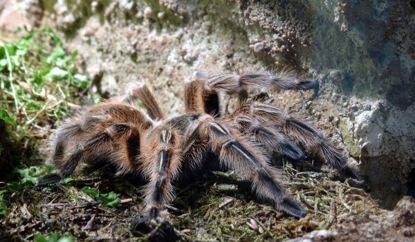 Фото: Ядовитый паук тарантул