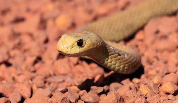 Фото: Ядовитая змея тайпан Маккоя