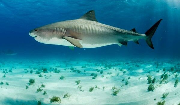 Фото: Рыба тигровая акула