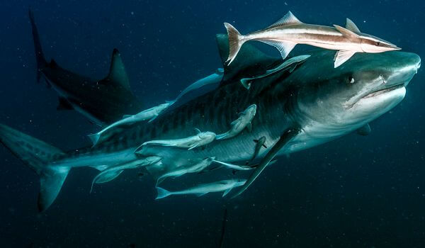 Фото: Тигровая акула