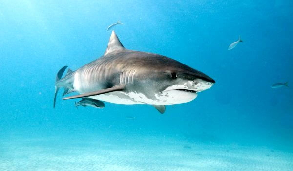 Фото: Большая тигровая акула
