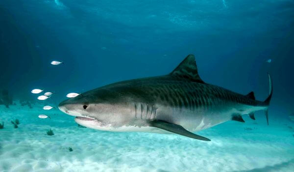 Фото: Тупорылая акула