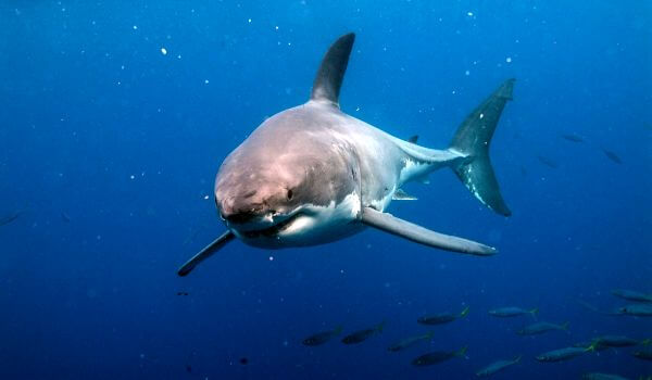 Фото: Тупорылая акула