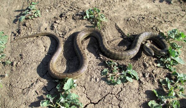 Фото: Змея узорчатый полоз