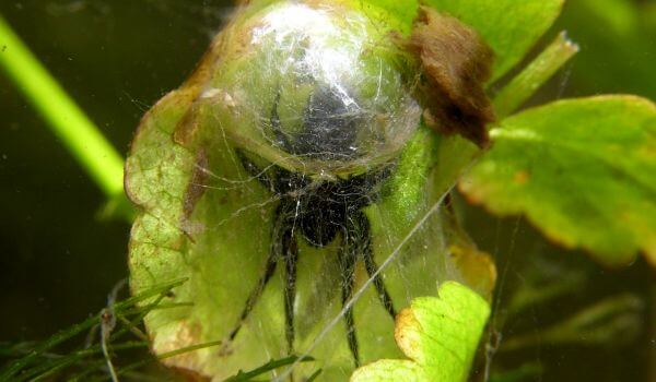 Фото: Воронковый водяной паук