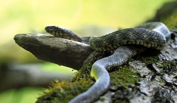 Фото: Змея водяной уж