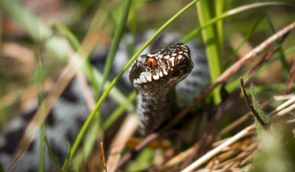 Фото: Ядовитая змея щитомордник