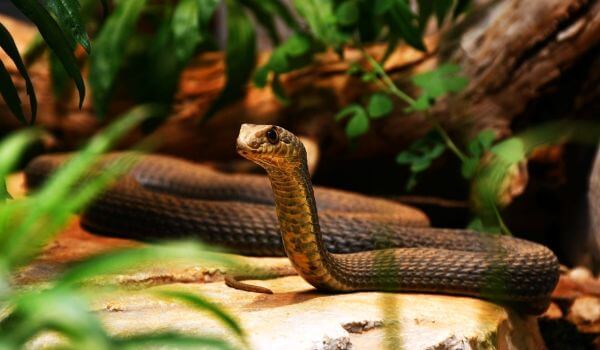 Фото: Змея желтобрюх