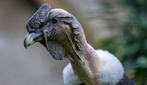 Фото: Птица андский кондор