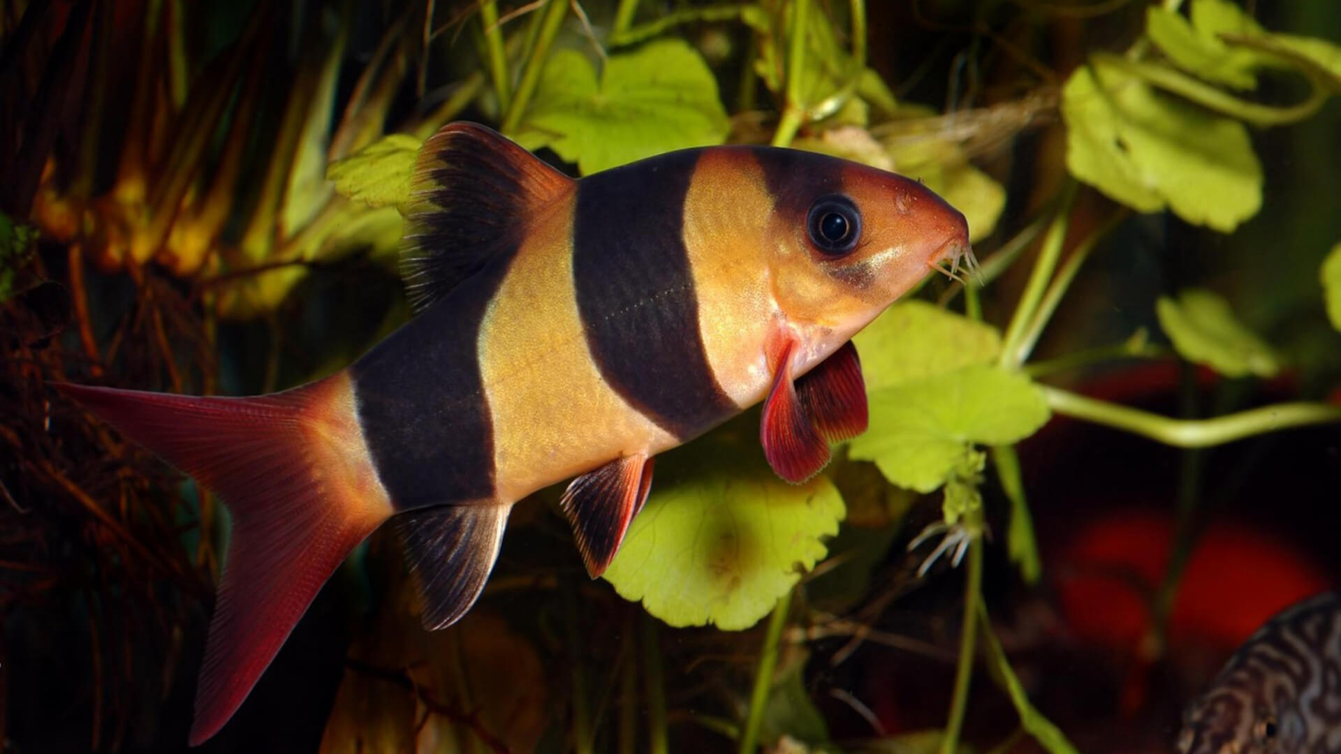 Рыба боция клоун аквариумная