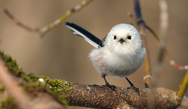 Фото: Птица длиннохвостая синица
