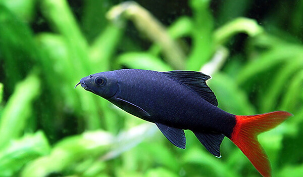 Фото: Рыба двухцветный лабео