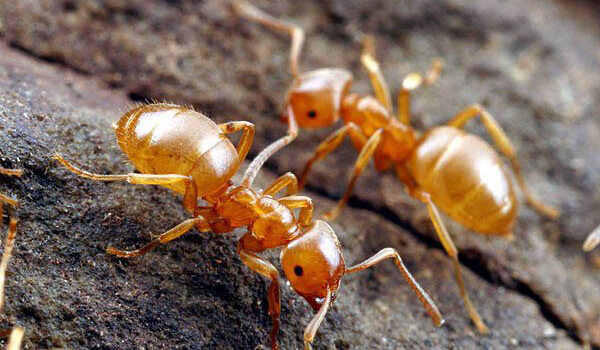 Фото: Насекомое фараонов муравей