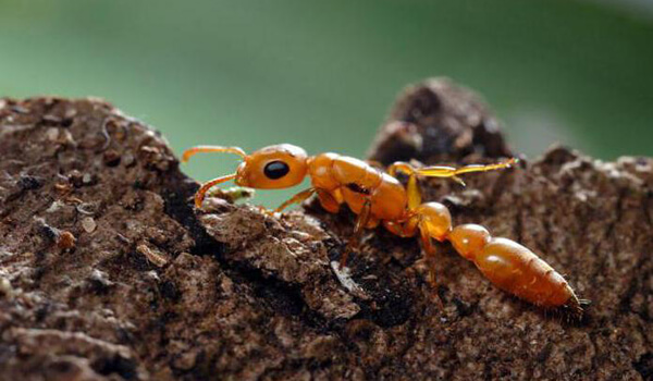 Фото: Как выглядит фараонов муравей