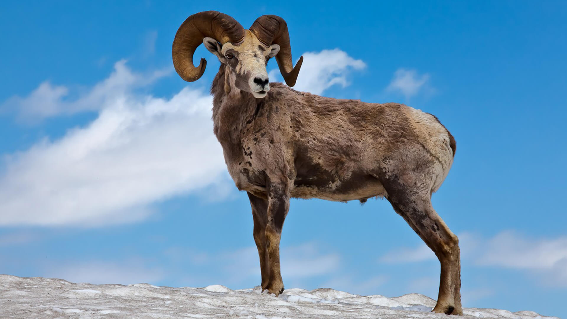 Алтайский горный баран: особенности и проблемы вида
