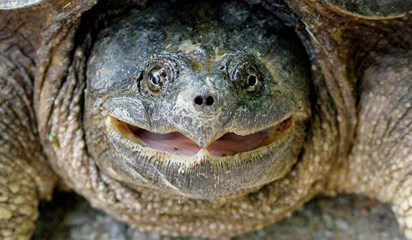 Фото: Грифовая черепаха