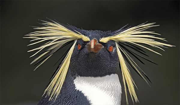 Фото: Большой хохлатый пингвин 