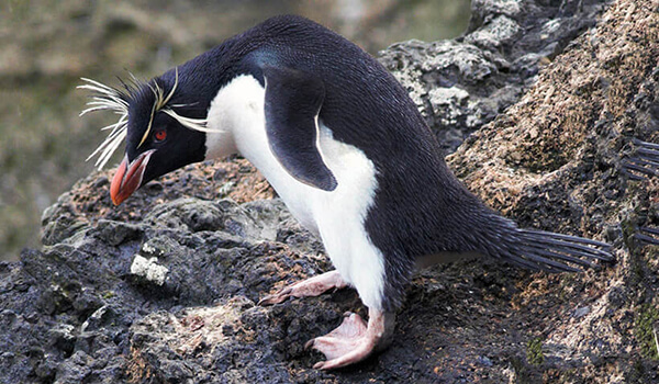 Фото: Хохлатый пингвин из Красной книги