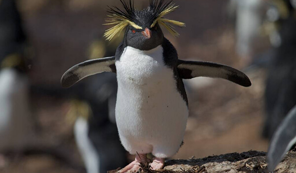 Фото: Как выглядит хохлатый пингвин