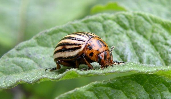 Фото: Колорадский жук на листе