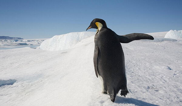 Фото: Королевский пингвин
