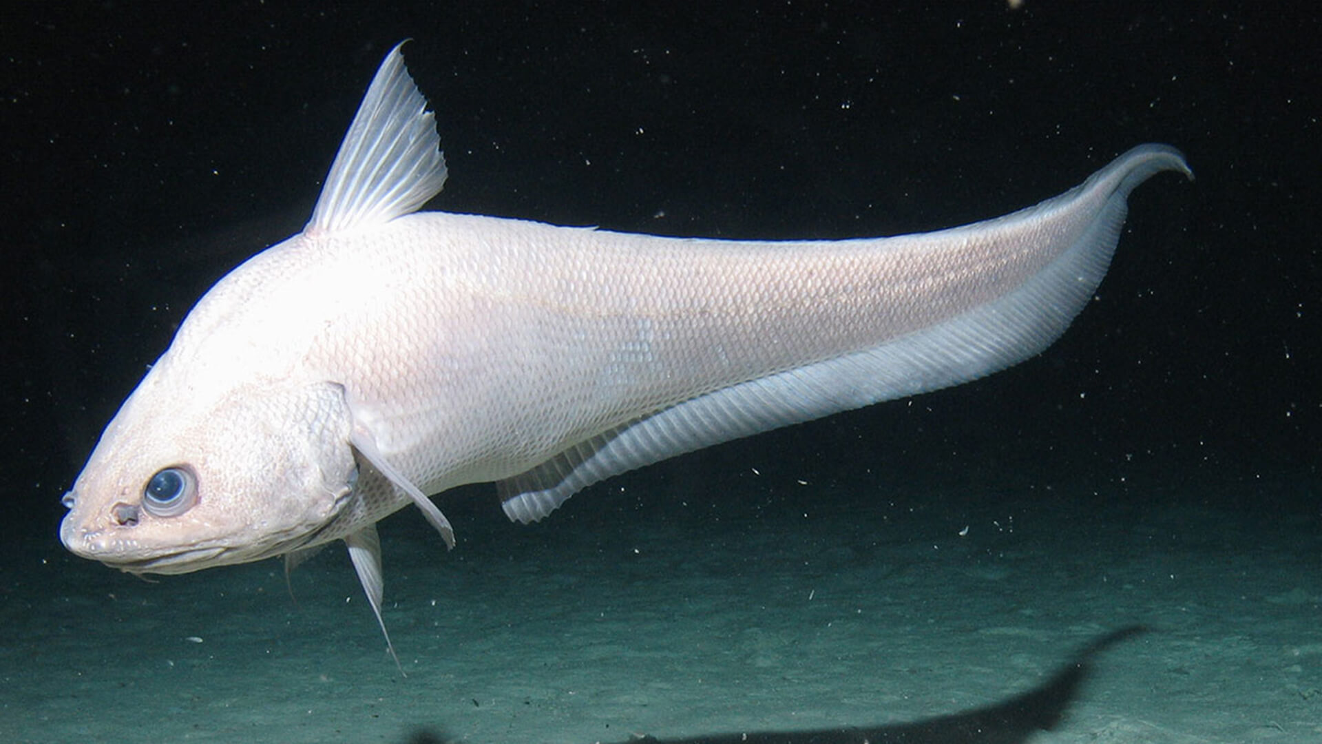 Макрорус - все о рыбе Макрорус: характеристики, внешний вид, особенности