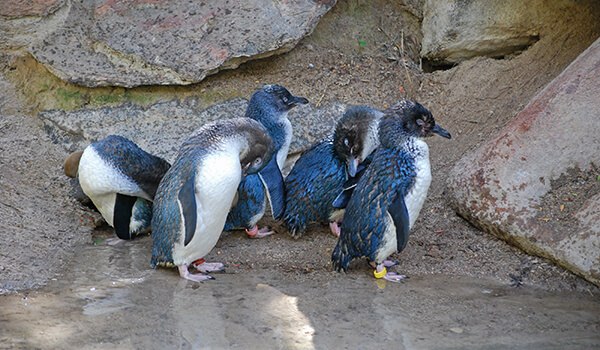Фото: Малые пингвины