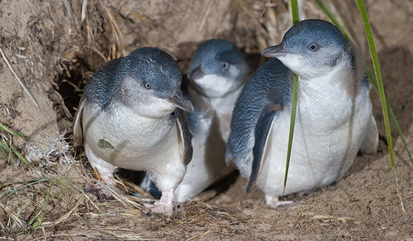 Фото: Семья малых пингвинов