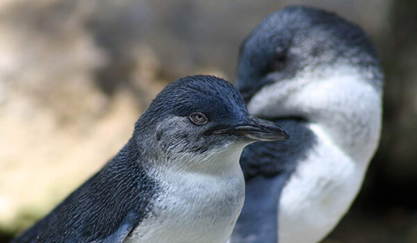 Фото: Малый голубой пингвин