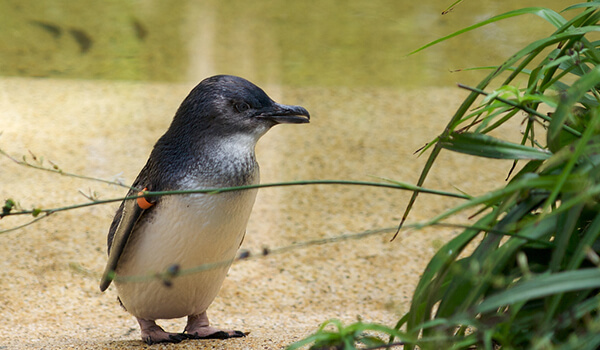 Фото: Малый пингвин