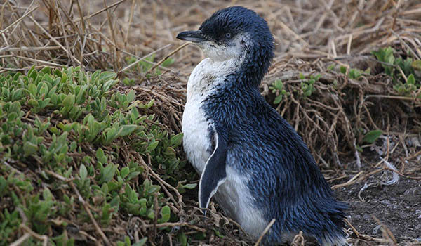Фото: Малый, или голубой пингвин
