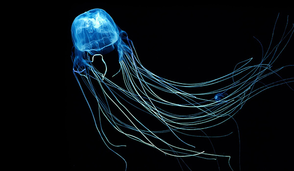 Фото: Голубая медуза