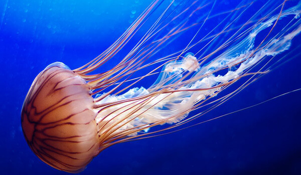 Фото: Медуза в море