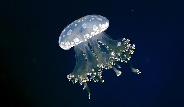 Медуза описание животного