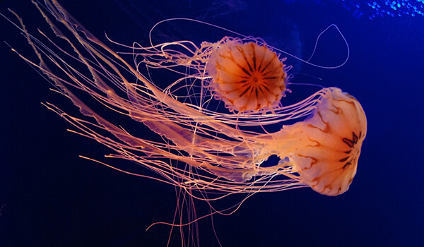 Фото: Гигантские медузы
