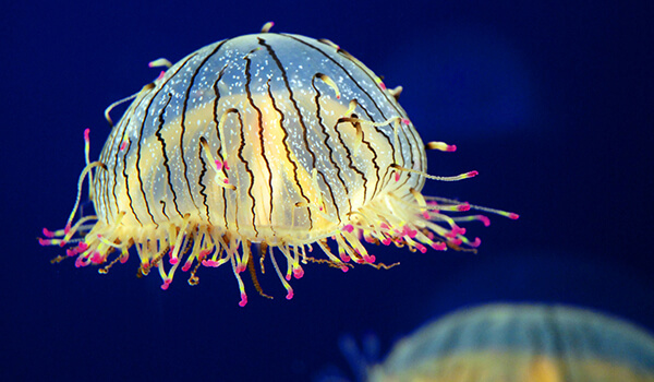 Фото: Красивая медуза