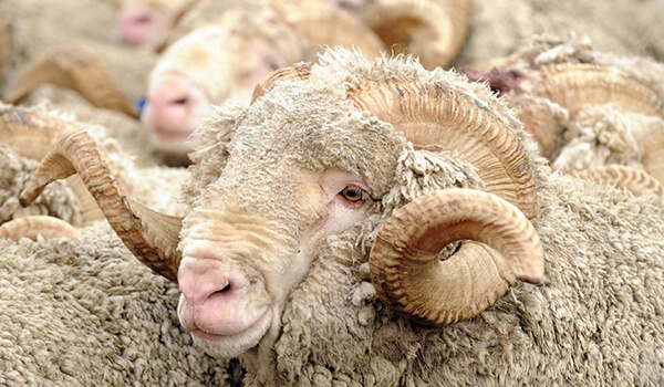 Фото: Овца меринос