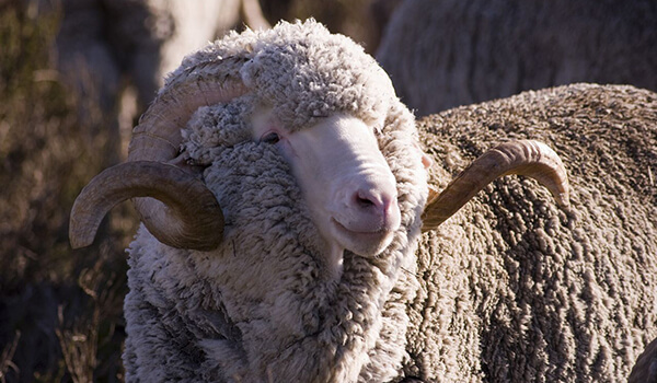 Фото: Овца меринос