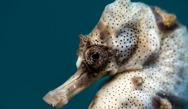 Фото: Морской конек в море