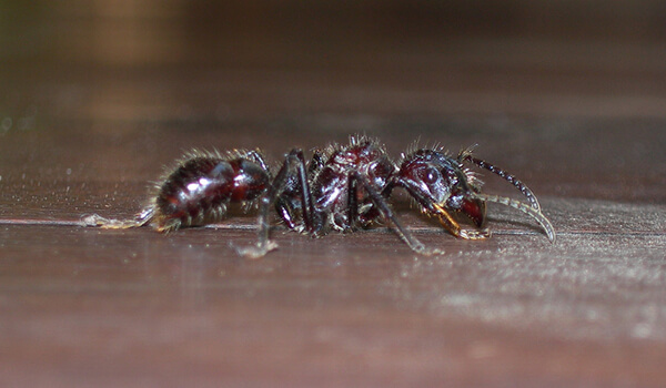 Фото: Ядовитый муравей пуля