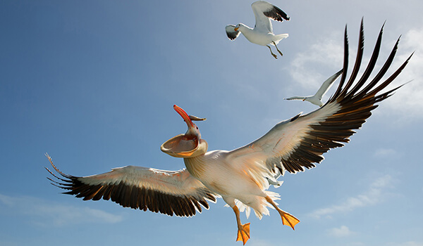 Фото: Птица пеликан