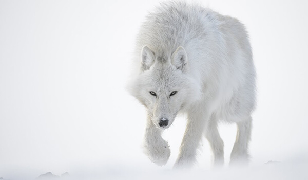 Фото: Белый полярный волк