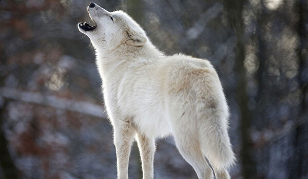 Фото: Как выглядит полярный волк