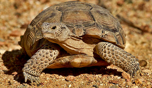 Фото: Сухопутная черепаха