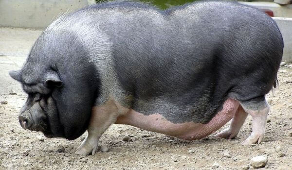 Фото: Вьетнамская домашняя свинья