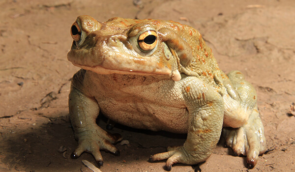 Фото: Ядовитая жаба ага