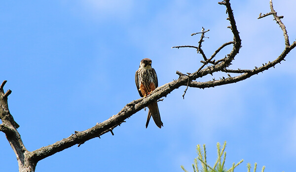 Фото: Птица чеглок в природе