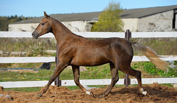 Фото: Как выглядит ахалтекинская лошадь
