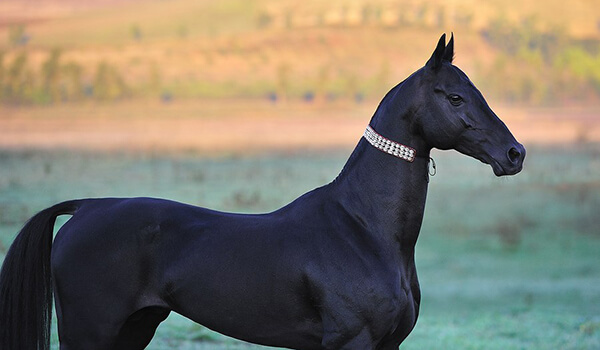 Фото: Ахалтекинская порода лошадей
